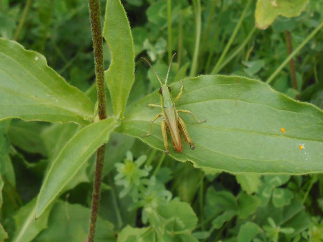 Chorthippus parallelus parallelus,  maschio